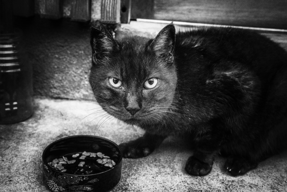 冬のチャイや黒のネコ