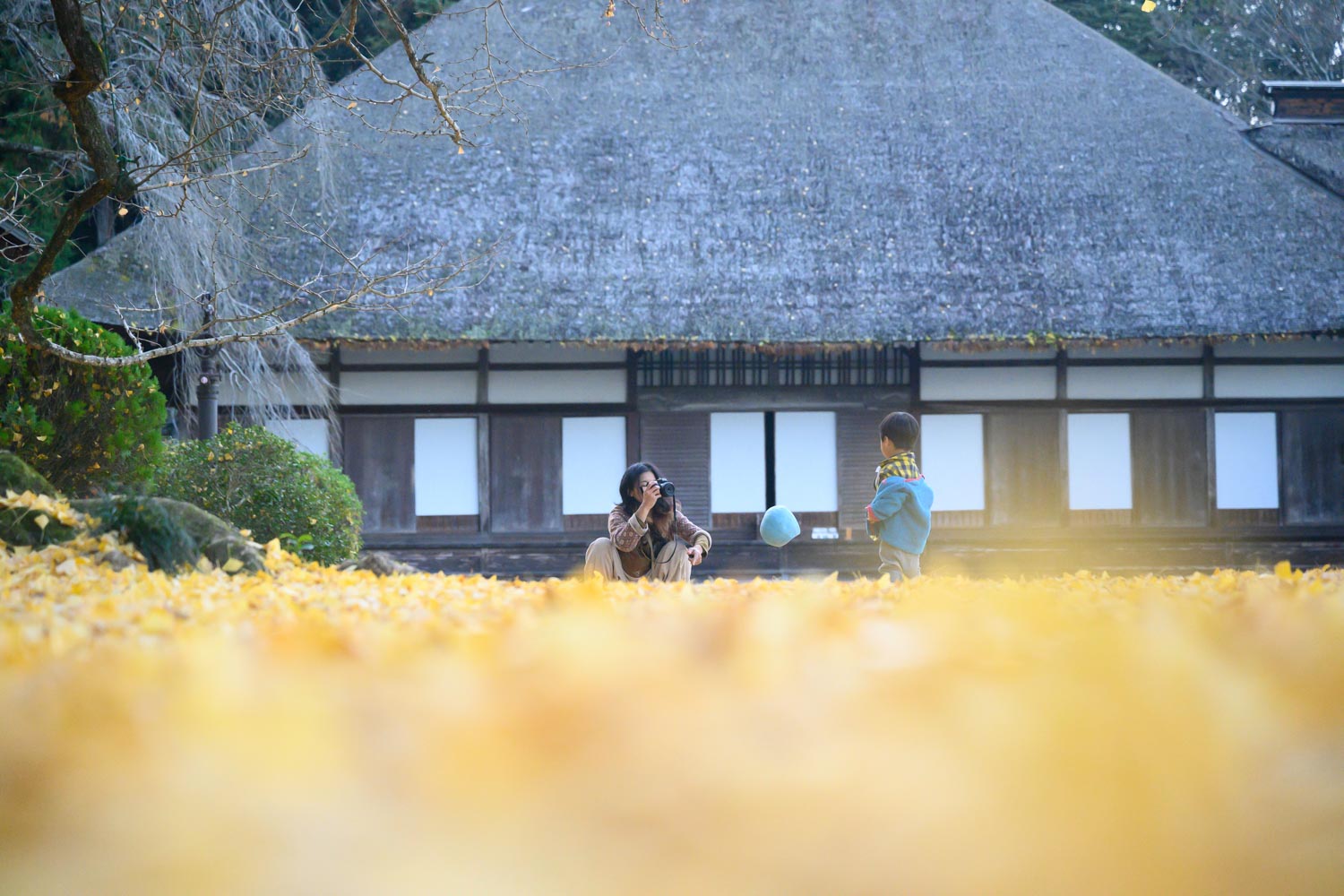 雪と珊瑚と。ラッサムと2歳の誕生日と。 雪と珊瑚と。ラッサムと2歳の誕生日と。