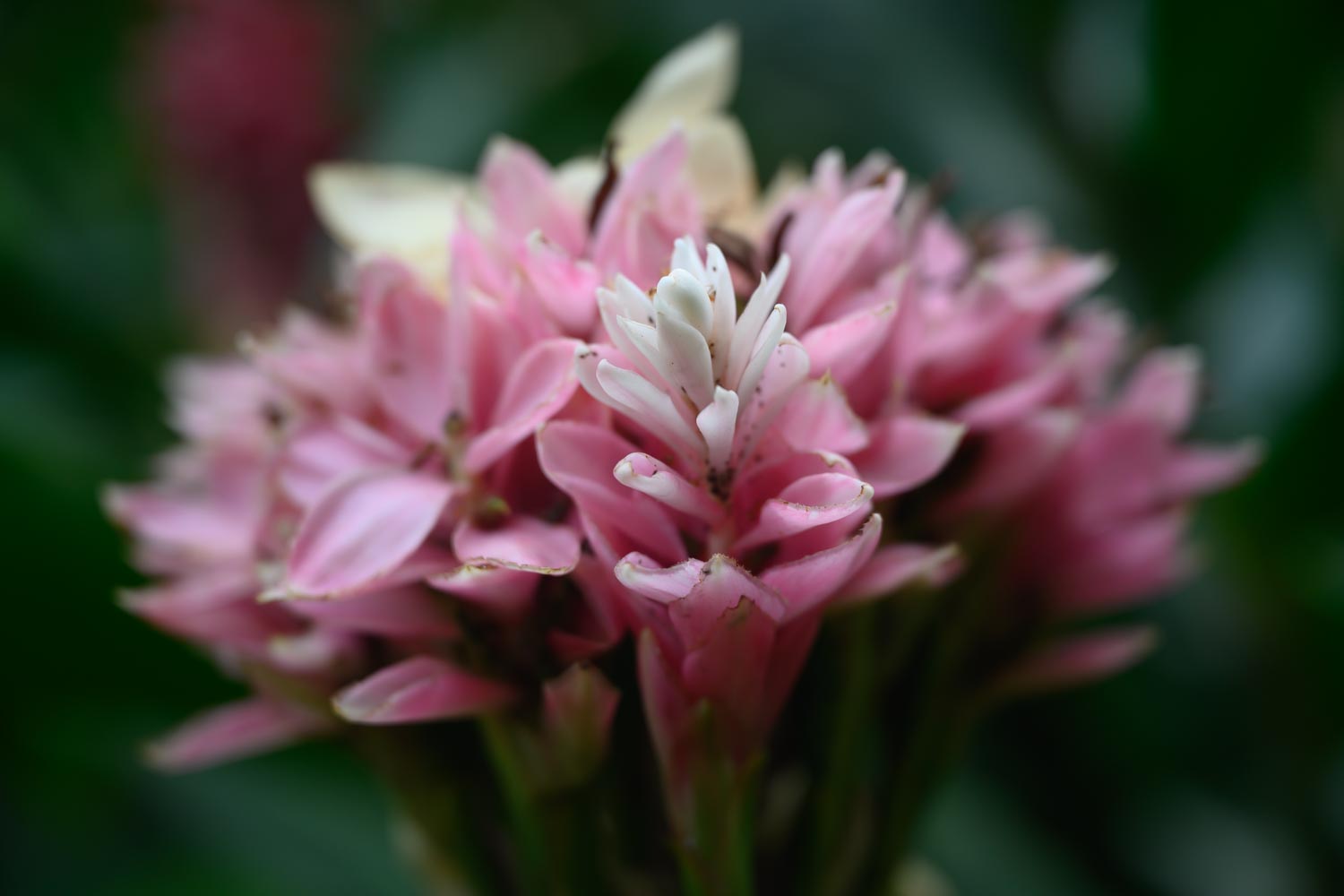 旅する人と神。南国のサイエンスガーデンと辻の家