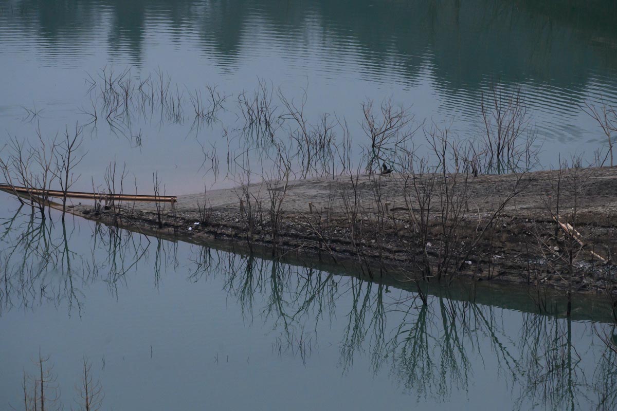 水のない湖、歩き出す切り株